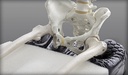 Axiom ASP cushion pressure distribution and stability detail